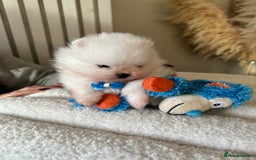 Pomeranian dogs for sale: Outstanding champion bloodline KC reg puppies  - Advert 12