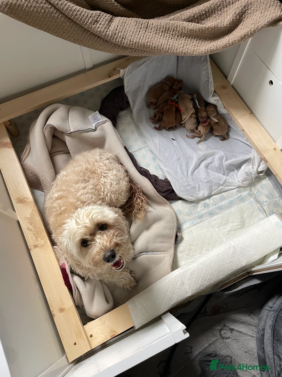 Cockapoo dogs for sale: Toy/Miniature Cockapoos. Arrived today! - Advert 1