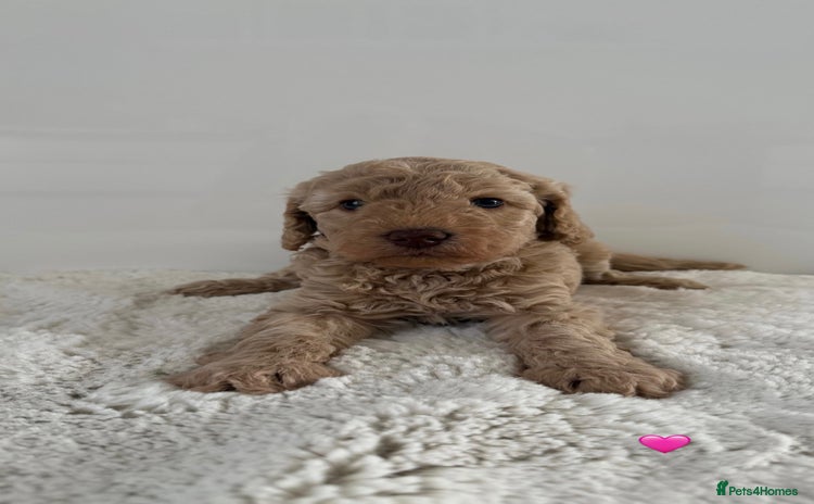 Australian Labradoodle dogs - Advert 9