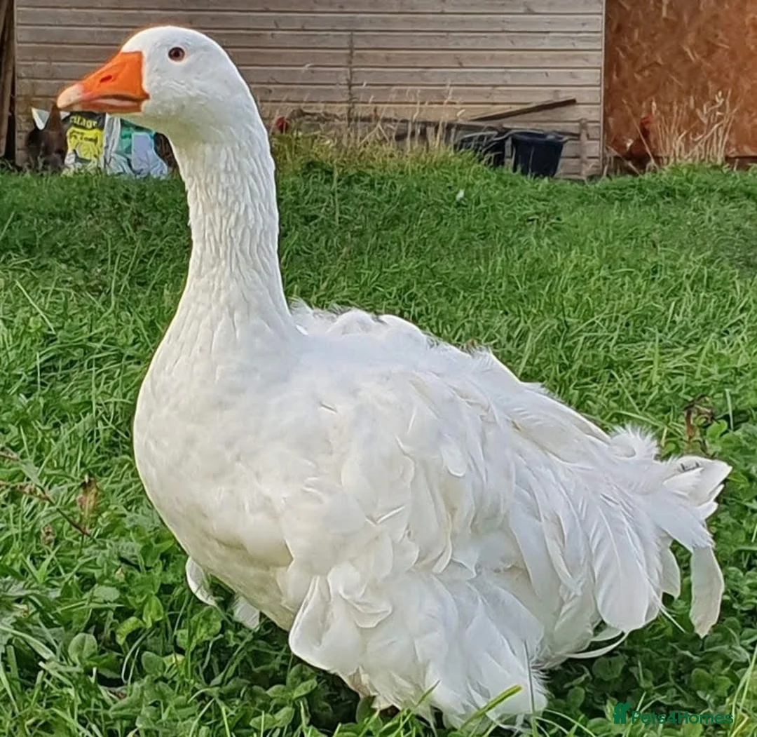 Geese poultry for sale: Sebastopol Goose Hatching  - Advert 4
