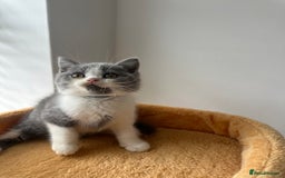 British Shorthair cats for sale: 🐻 STUNNING GIRL GCCF REGISTERED REDUCED LAST 1 🐻 - Image 24