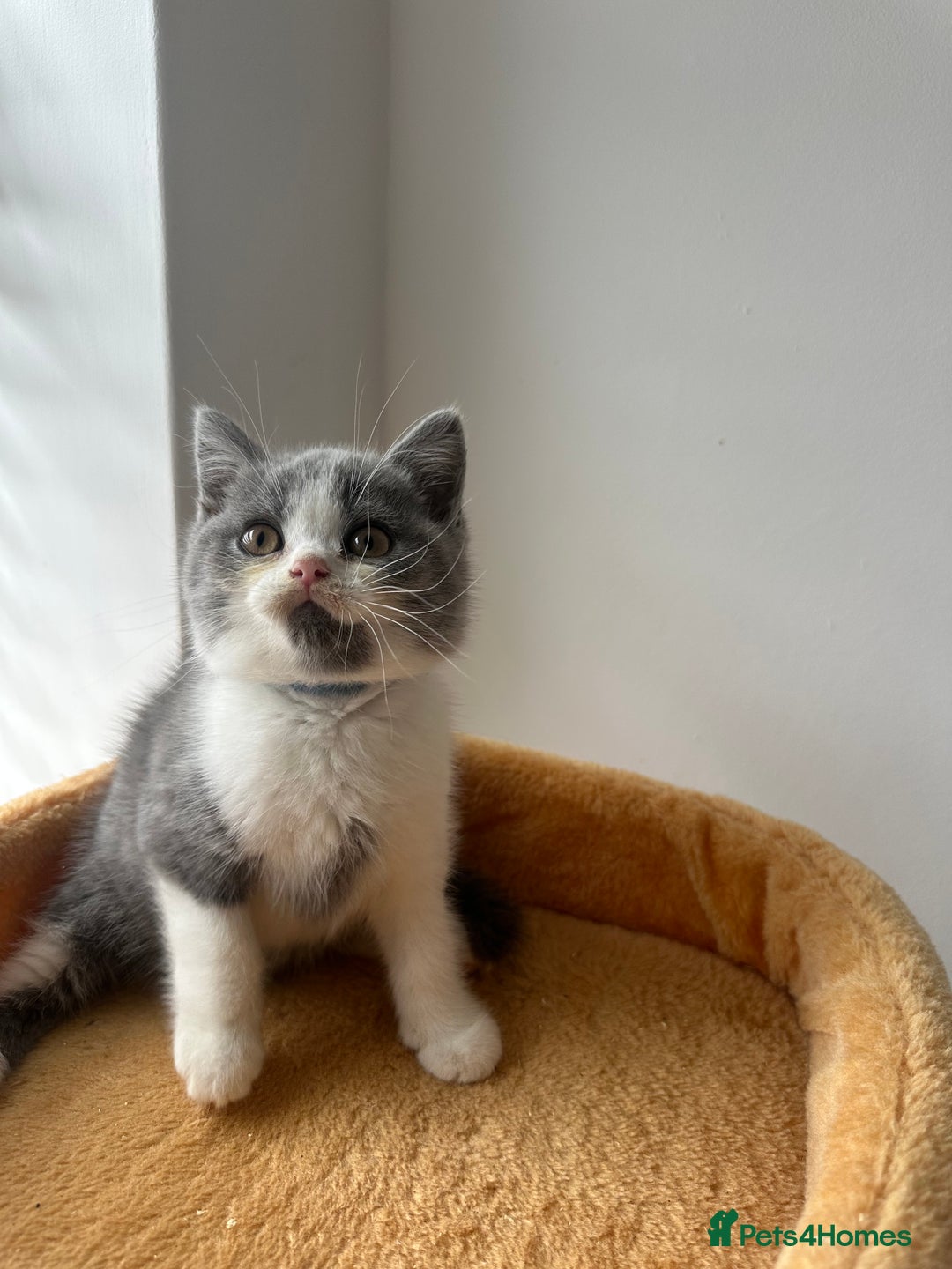 British Shorthair cats for sale: 🐻 STUNNING GIRL GCCF REGISTERED REDUCED LAST 1 🐻 - Image 24