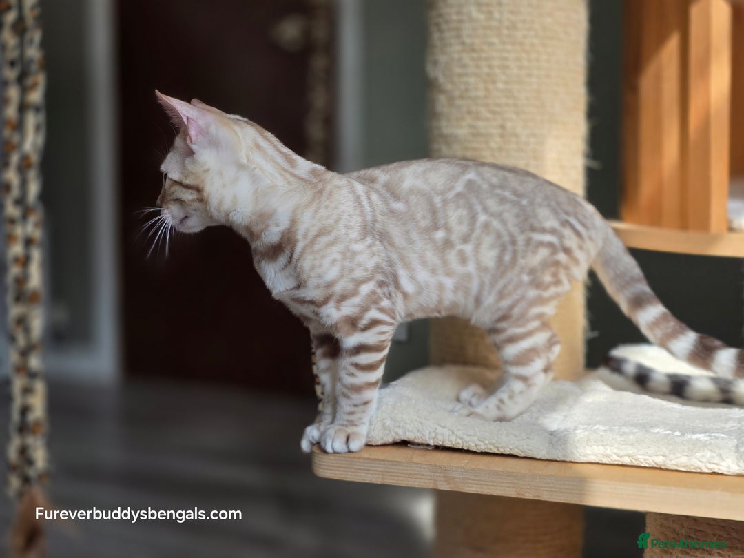 Bengal cats for sale: Clouded Mink Rosetted Bengal Girl - Image 13
