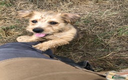 Mixed Breed dogs for sale: Terrier Patterdale x Sealyham  puppies - Image 2