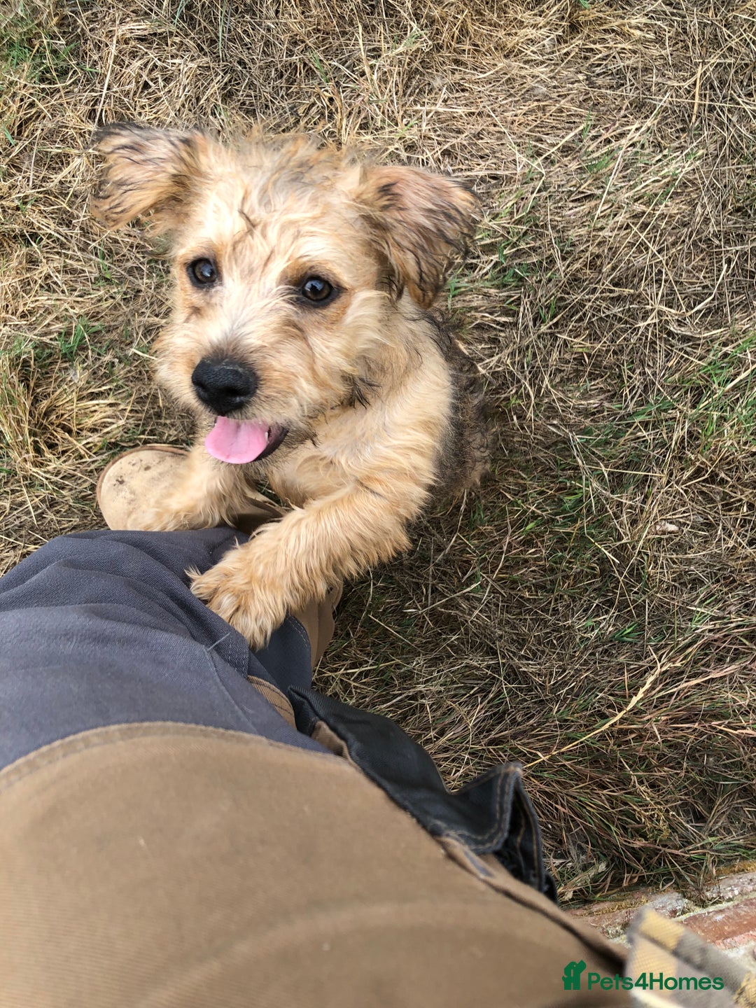 Mixed Breed dogs for sale: Terrier Patterdale x Sealyham  puppies - Image 2