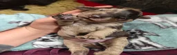 Cockapoo dogs for sale: Multigen Chocolate Merle Cockapoo Puppies - Advert 25