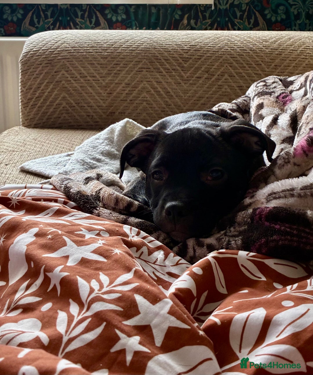 Staffordshire Bull Terrier dogs for sale: Champion bloodlines Kc mother puppy - Advert 7