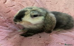Mini Lop rabbits for sale: 5 beautiful mini lop bunnies for sale - Image 5