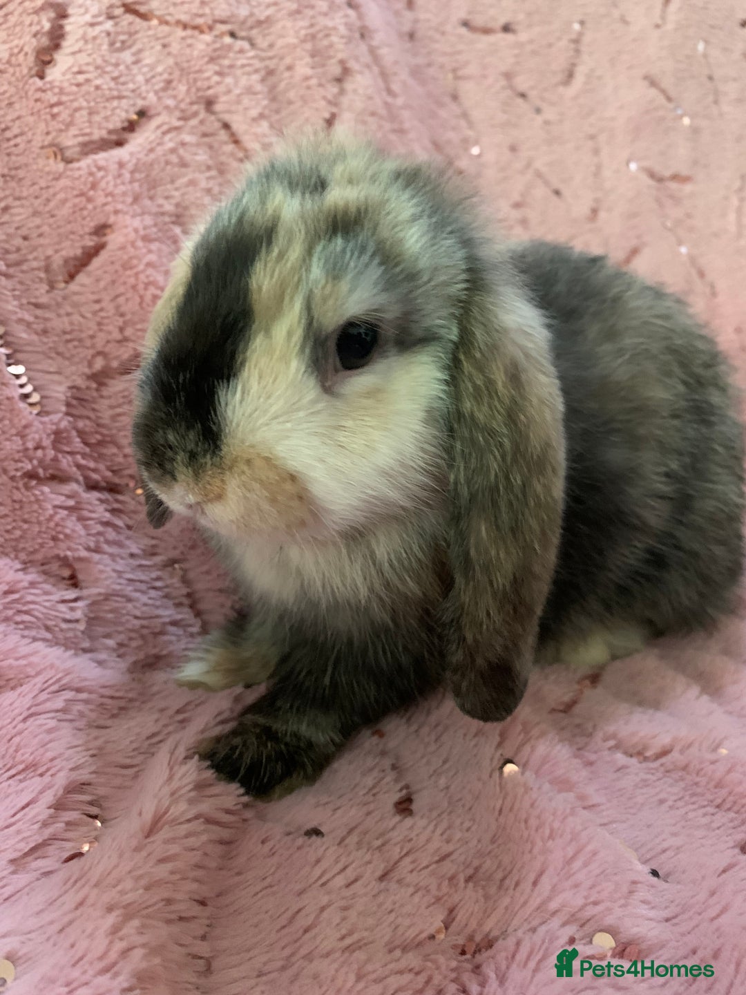Mini Lop rabbits for sale: 5 beautiful mini lop bunnies for sale - Image 5
