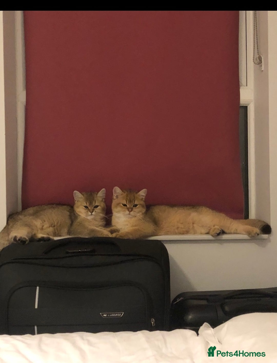 British Shorthair cats for sale: GOlD BRITISH SHORTHAIR KITTENS FOR SALE - Image 4