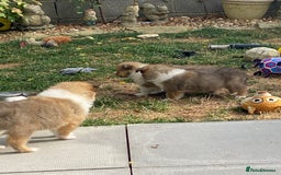 Rough Collie dogs for sale: ROUGH COLLIE  SABLE AND WHITE MALE PUPPIES - Image 14