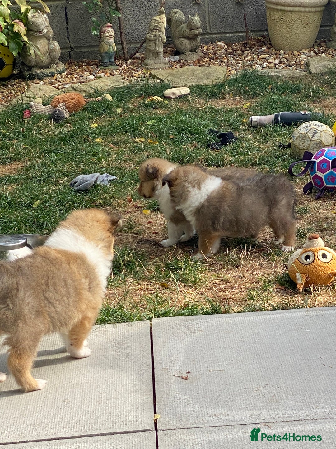 Rough Collie dogs for sale: ROUGH COLLIE  SABLE AND WHITE MALE PUPPIES - Image 14