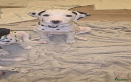 Dalmatian dogs for sale: 2 little boys left  in Banbury - Image 23
