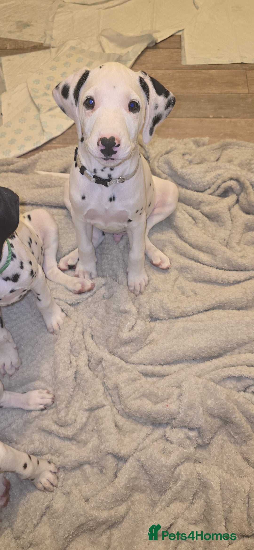 Dalmatian dogs for sale: 2 little boys left  in Banbury - Image 23