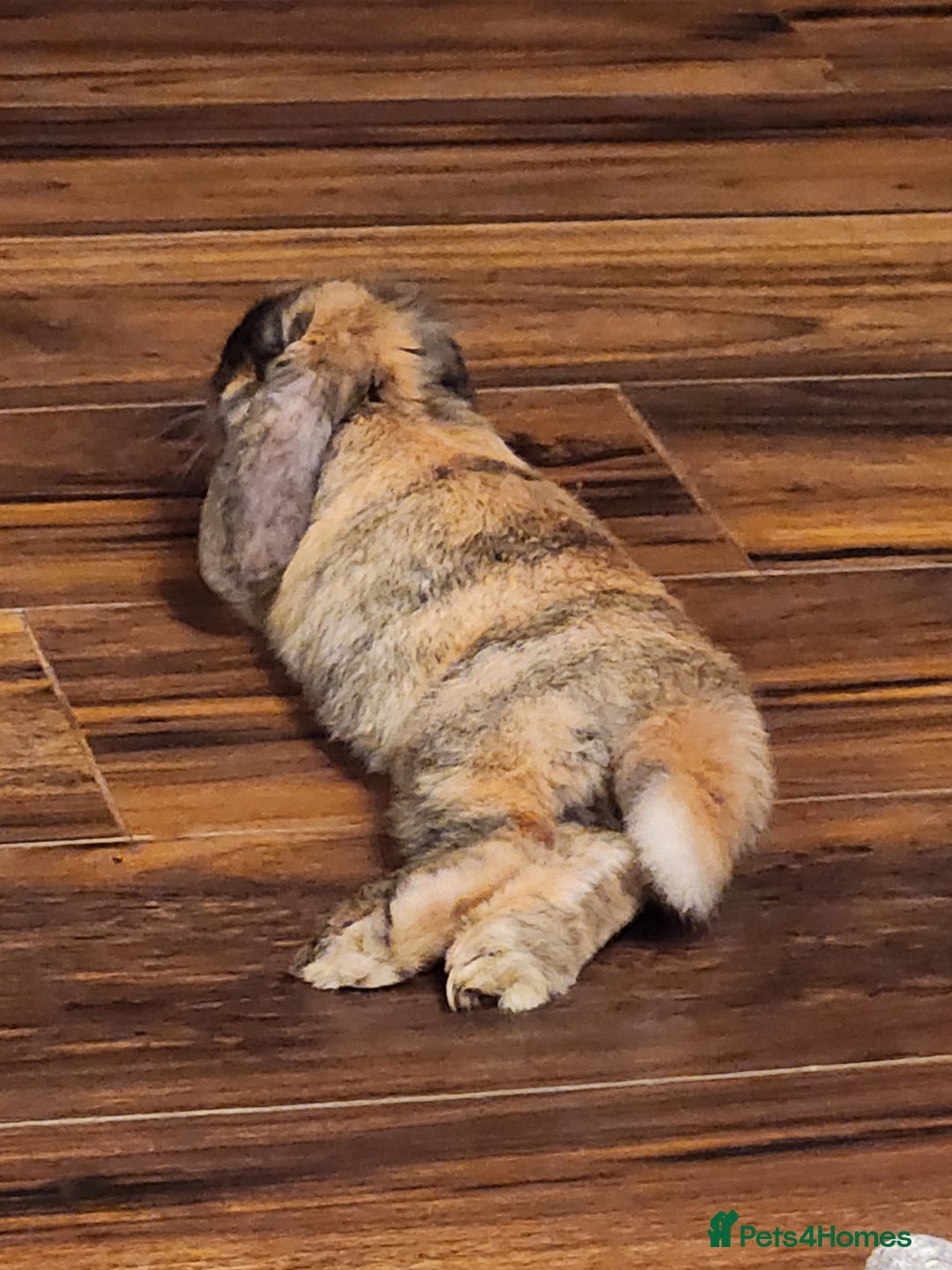 Netherland Dwarf rabbits for sale: Netherland Lop - Image 6