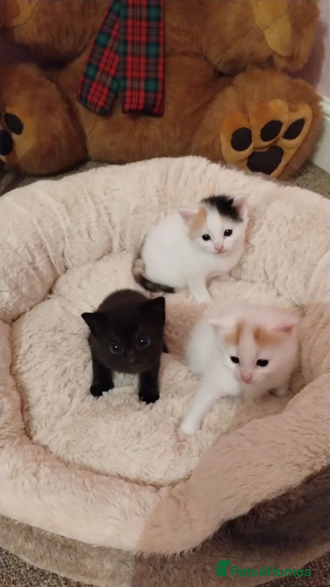 Mixed Breed cats for sale: Kittens with unusual markings  in Leicester - Advert 4