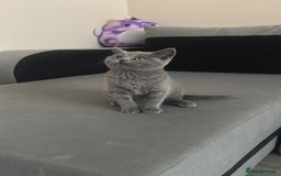 Scottish Fold cats for sale: Cute Scottish kittens READY to go  - Image 13