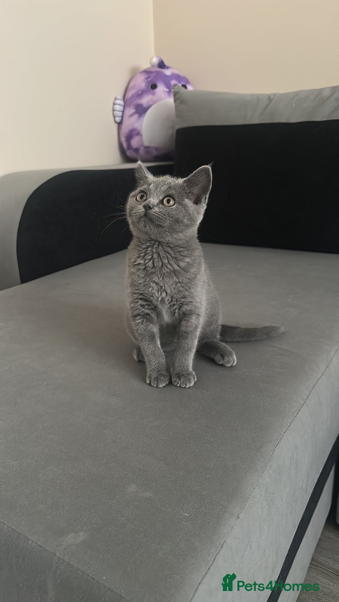 Scottish Fold cats for sale: Cute Scottish kittens READY to go  - Image 13