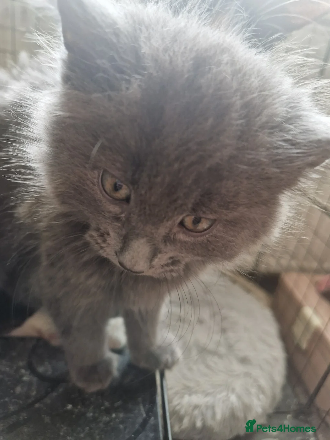 Mixed Breed cats for sale: Gorgous grey kittens - Advert 2
