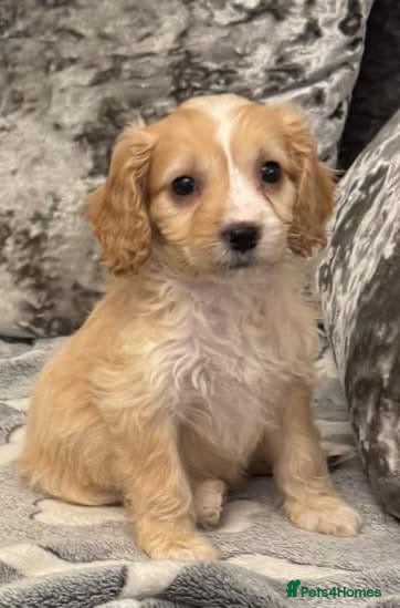 Cockapoo dogs 3 month cockapoo - Advert 1