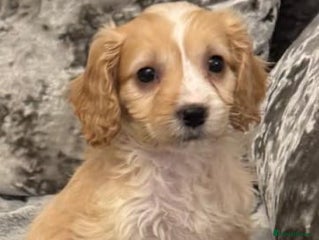 Cockapoo dogs 3 month cockapoo - Advert 1