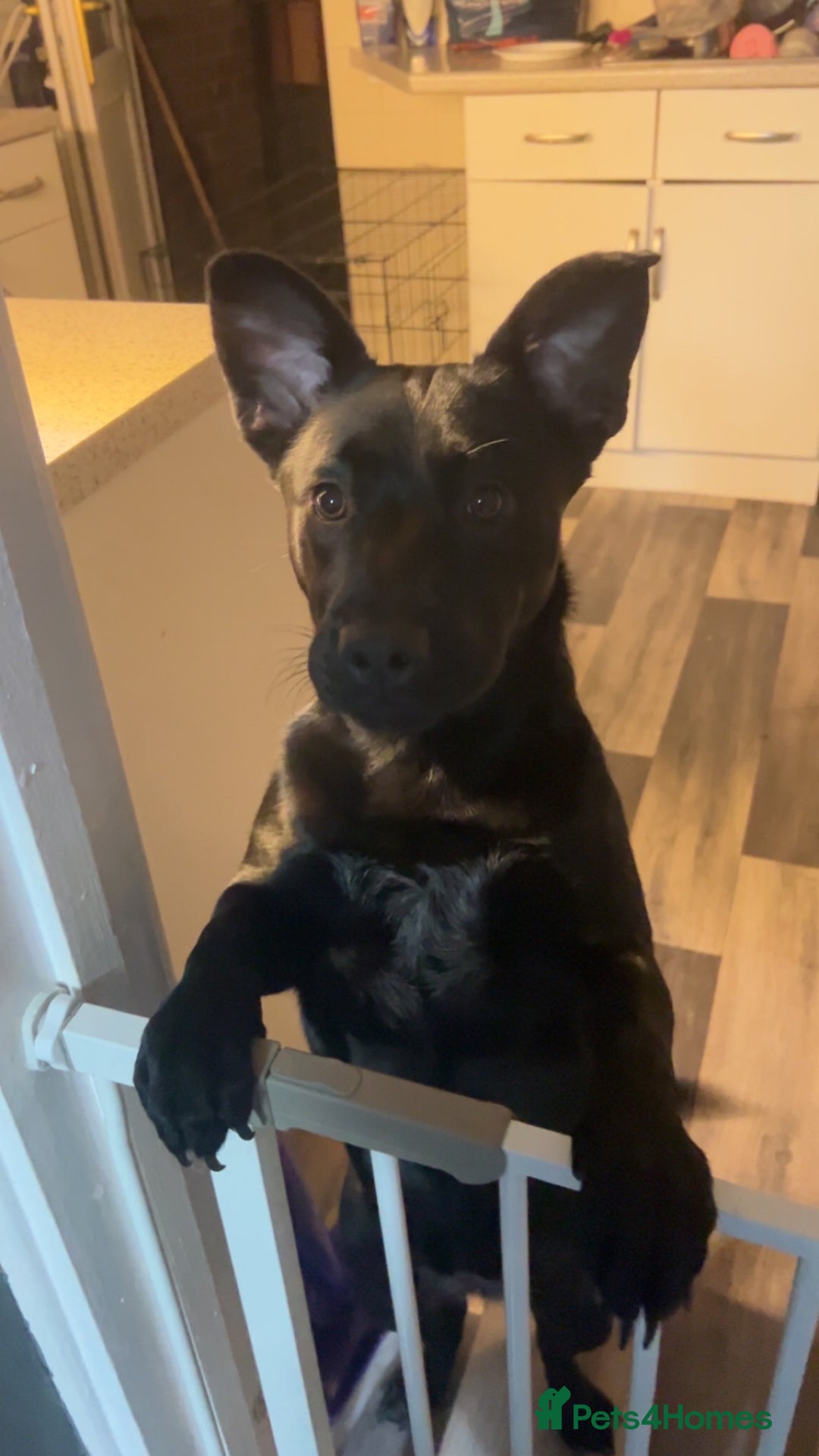 Mixed Breed dogs for sale: Staffy cross Labrador  - Image 1