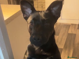 Mixed Breed dogs - Advert 2