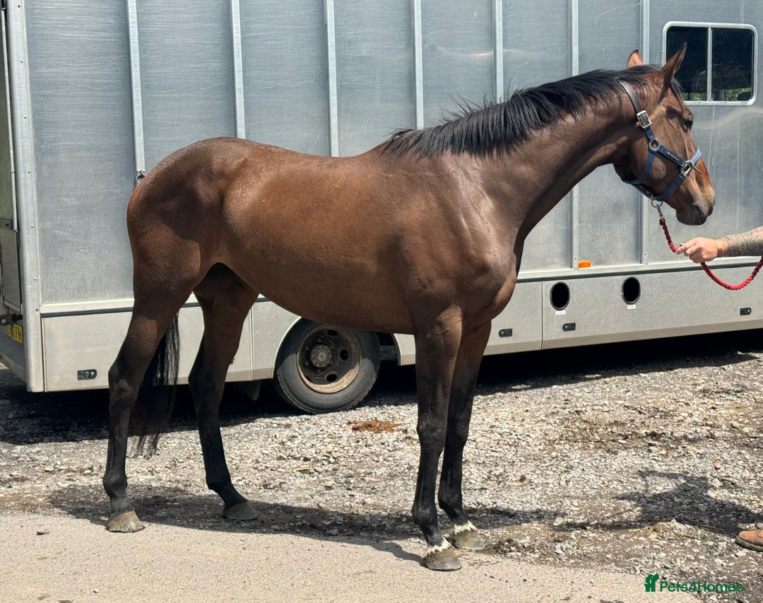 Irish Thoroughbred horses for sale: Unbroken Race / Event prospect  - Image 6