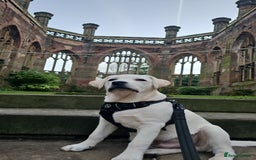 Labrador Retriever dogs for sale: 1 year old Labrador Male for Sale - Image 1