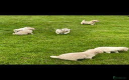 Golden Retriever dogs for sale: Golden retriever puppies  - Image 4