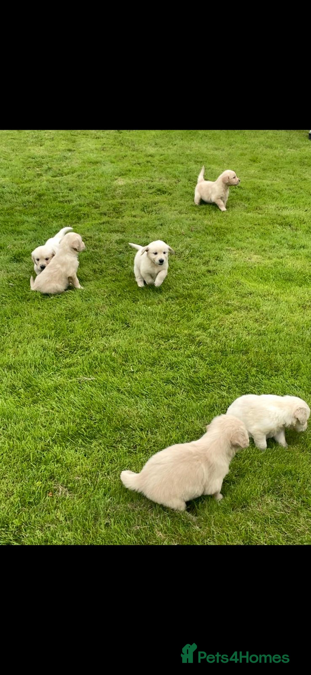 Golden Retriever dogs for sale: Golden retriever puppies  - Image 4