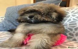 Shihpoo dogs for sale: shihpoo puppies for sale  - Image 3