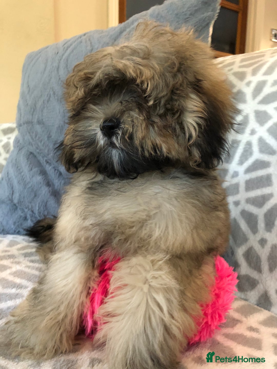 Shihpoo dogs for sale: shihpoo puppies for sale  - Image 3