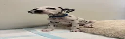 Dalmatian dogs for sale: Dalmatian puppies - Advert 9