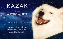 Samoyed dogs for sale: Extraordinary KC Reg, Champ Bloodline Samoyed - Image 1