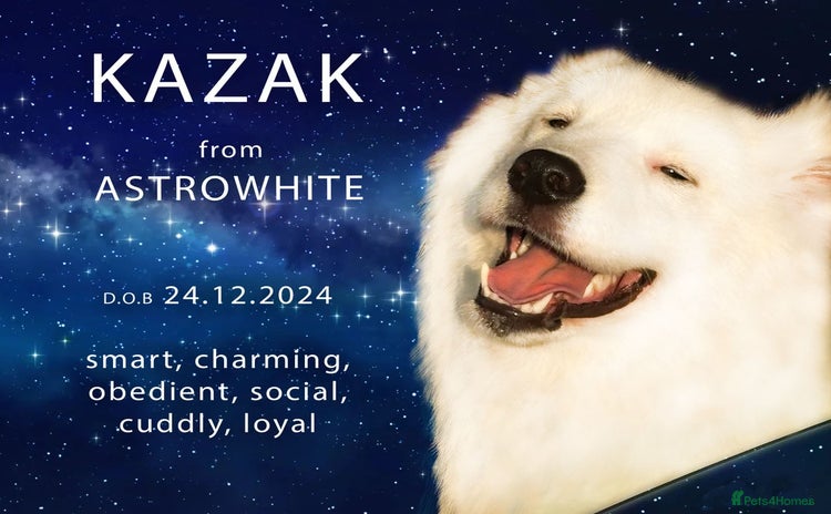 Samoyed dogs - Advert 8