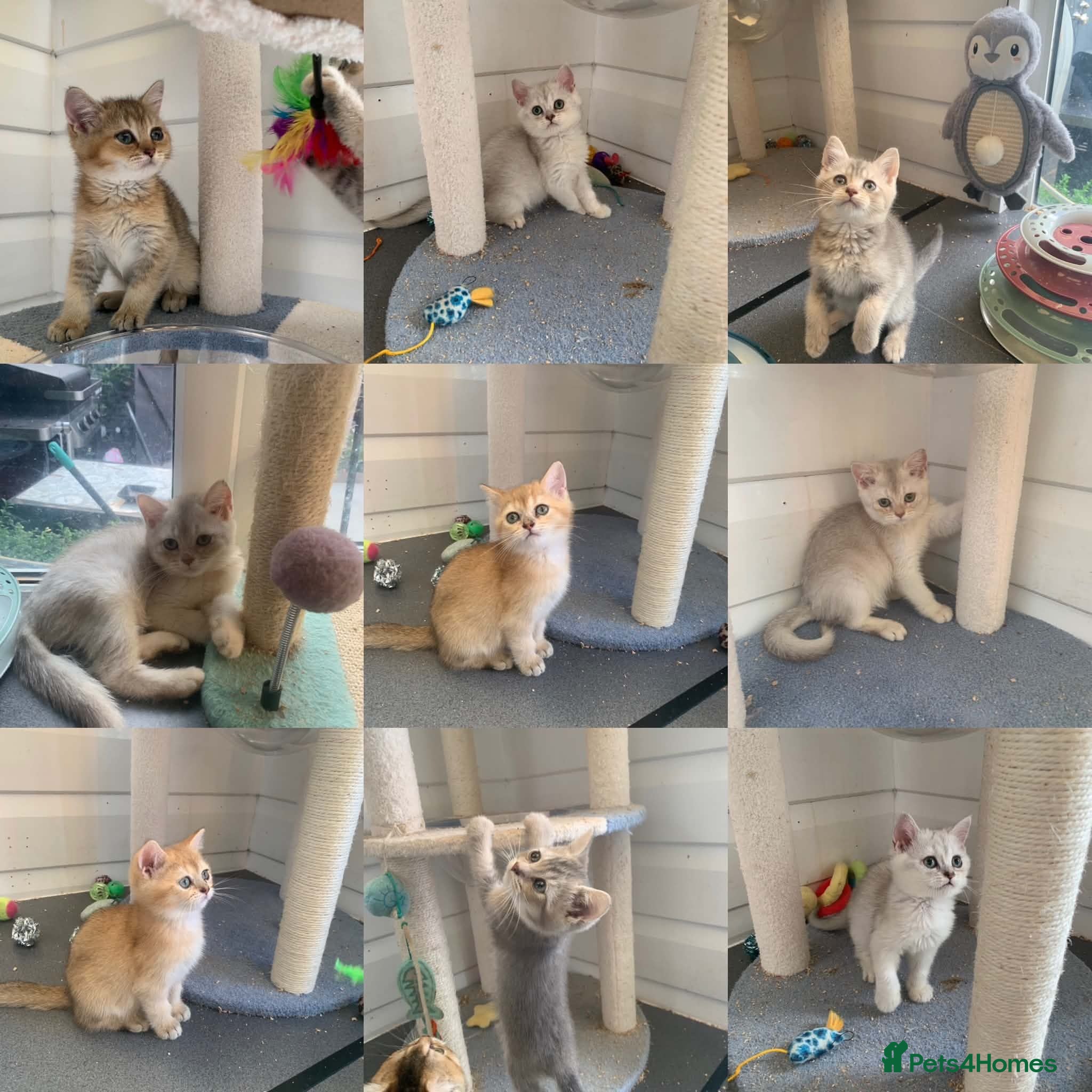 British Shorthair cats BSH 11 weeks old Rare Shaded colours  - Advert 1