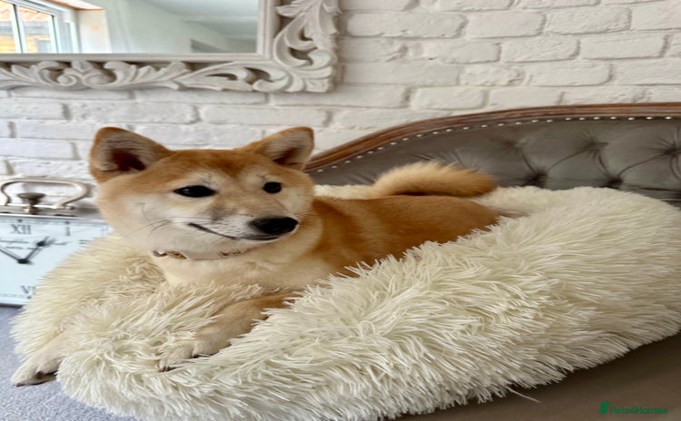 Japanese Shiba Inu dogs - Advert 1