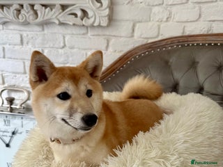 Japanese Shiba Inu dogs - Advert 21