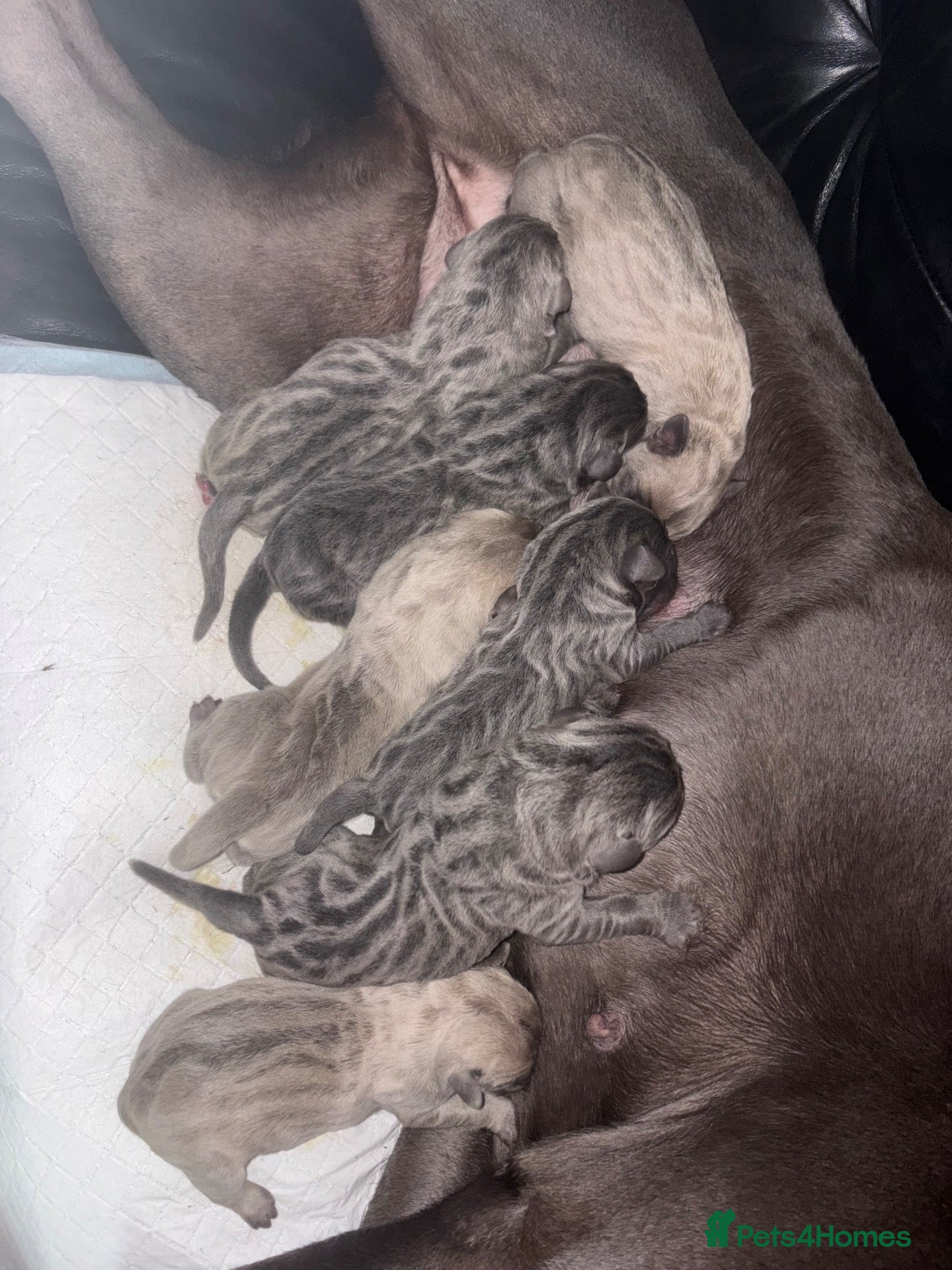 Cane Corso dogs for sale: SILVER BRINDLE pure bread Cane Corso pups  - Advert 9