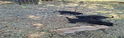 Mixed Breed dogs for sale: Cockerjack puppies - Advert 7