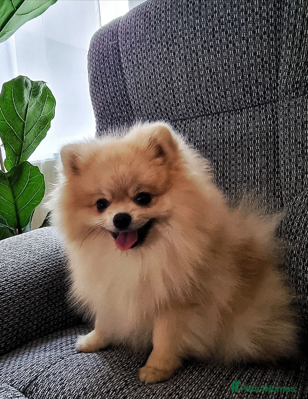 Pomeranian dogs for sale: Pomeranian Joy male in Grimsby - Advert 1