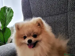 Pomeranian dogs Pomeranian Joy male - Advert 1