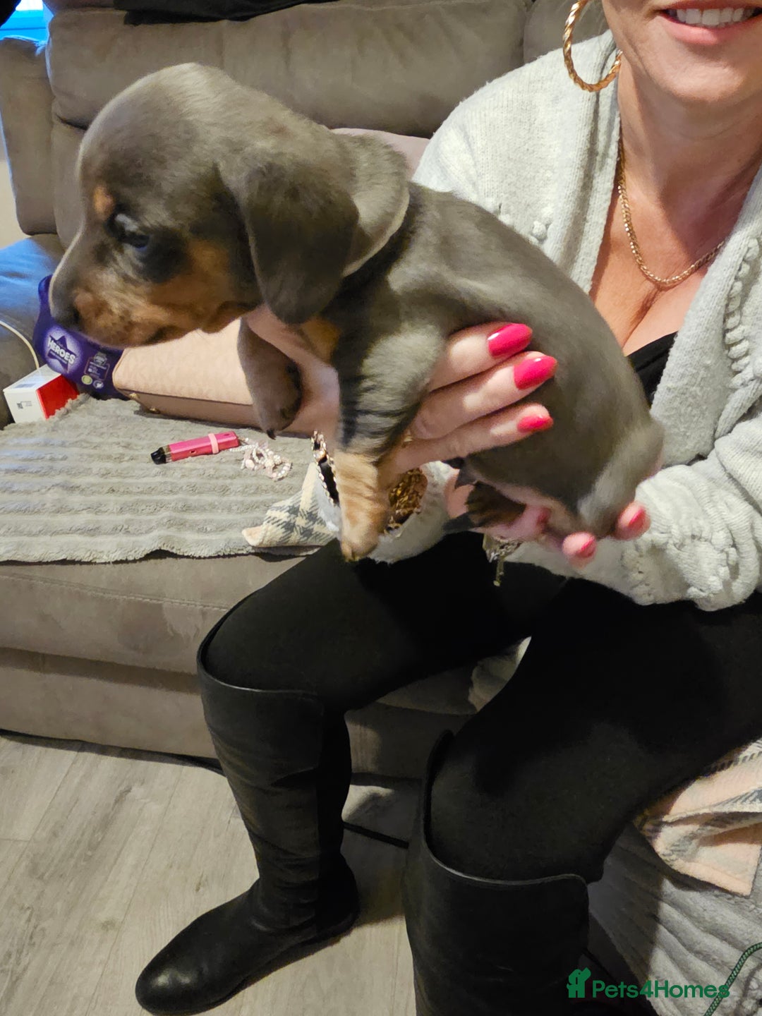Miniature Dachshund dogs for sale: Beautiful miniature dachshund pups - Advert 3