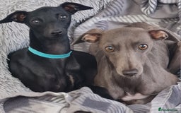 Italian Greyhound dogs for sale: Italian greyhounds - Image 8