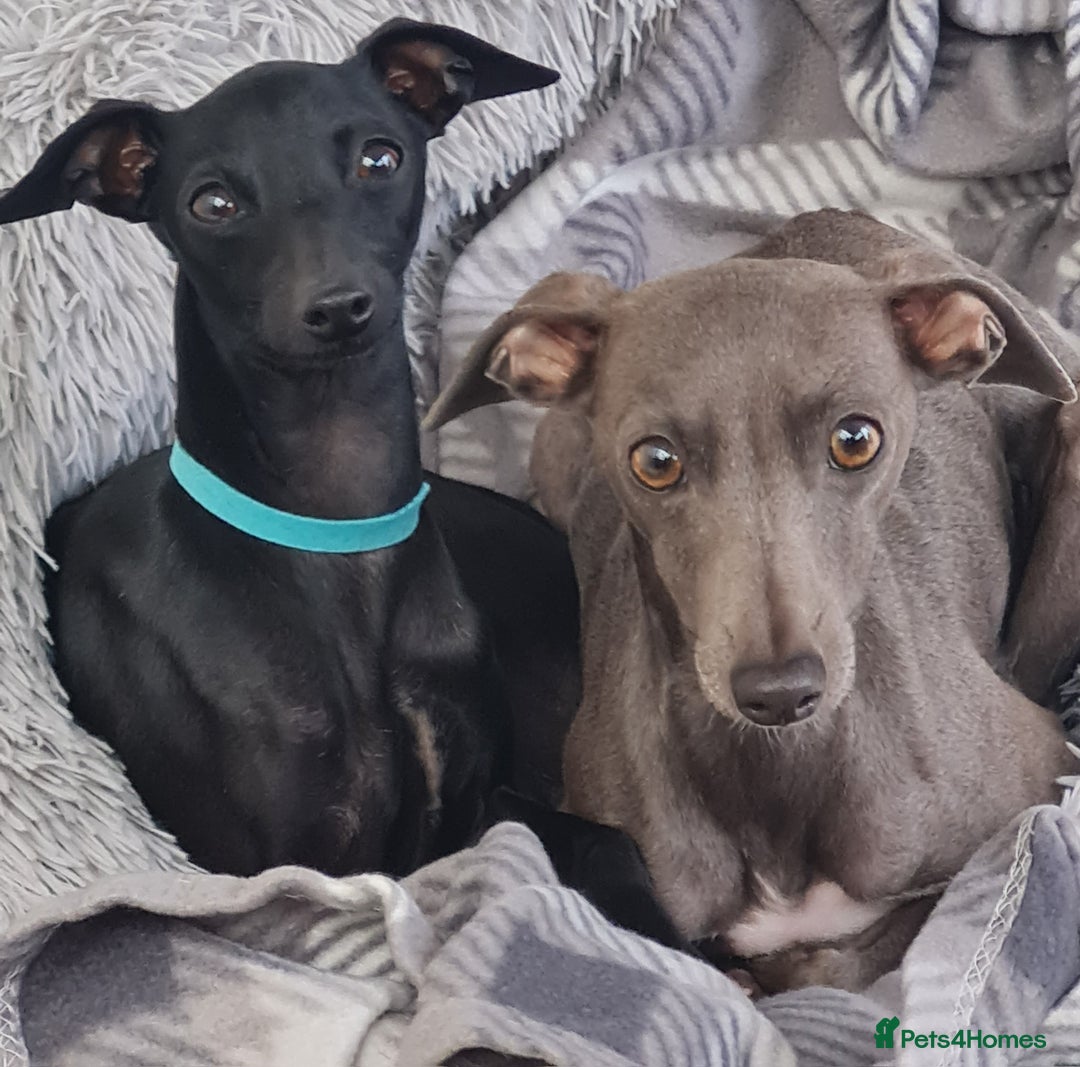 Italian Greyhound dogs for sale: Italian greyhounds - Image 8