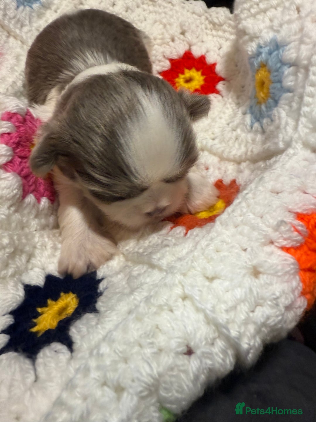 Shih Tzu dogs for sale: Super cute Shih tzu pups - Advert 15