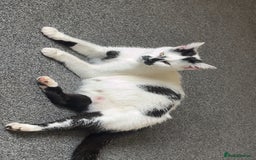 Mixed Breed cats for sale: 2 male kittens for sale - Image 5