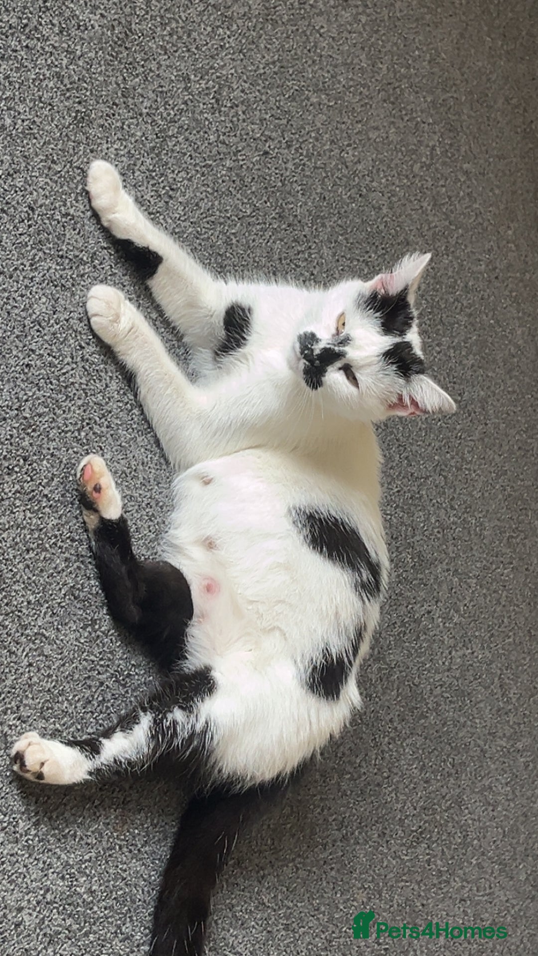 Mixed Breed cats for sale: 2 male kittens for sale - Image 5