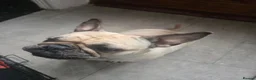 Frug dogs for sale: Leyla for sale in Keighley - Advert 2